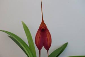 Masdevallia Prince Charming