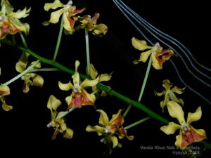 Vanda Udorn City