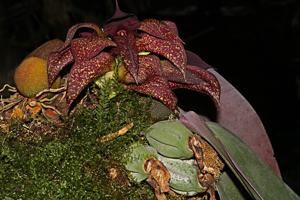 Bulbophyllum Herkules