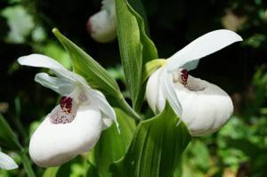 Cypripedium Ulla Silkens