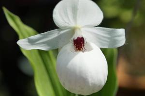 Cypripedium Ulla Silkens