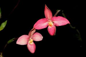 Phragmipedium Barbara LeAnn