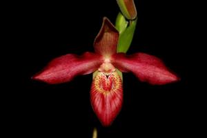 Phragmipedium Andean Fire