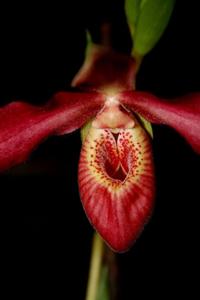 Phragmipedium Andean Fire