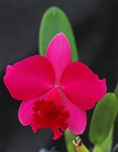 Cattleya Red Jewel