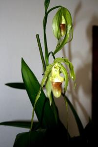 Phragmipedium Paul Eugene Conroy