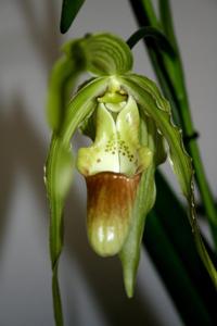 Phragmipedium Paul Eugene Conroy