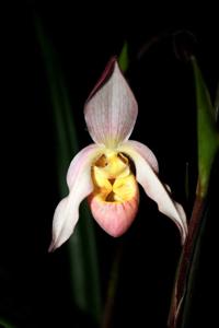 Phragmipedium Carol Kanzer