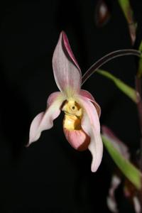 Phragmipedium Carol Kanzer