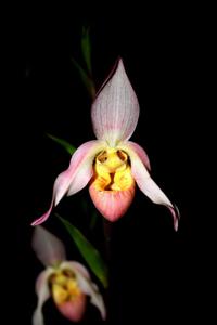 Phragmipedium Carol Kanzer