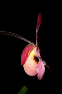 Phragmipedium Carol Kanzer