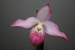 Phragmipedium Petit Port