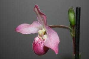 Phragmipedium Petit Port