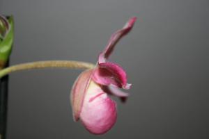 Phragmipedium Petit Port