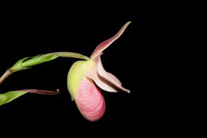 Phragmipedium Randy MacDonald