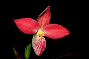 Phragmipedium Saint Ouen