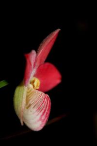 Phragmipedium Saint Ouen