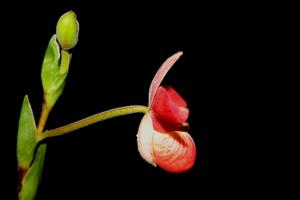 Phragmipedium Saint Ouen