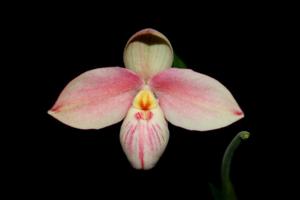 Phragmipedium Saint Ouen