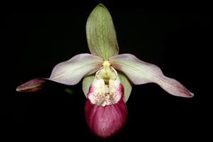 Phragmipedium Sedenii