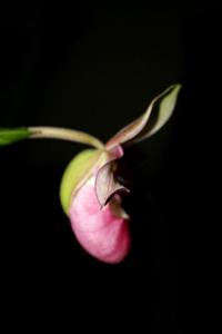 Phragmipedium Sedenii