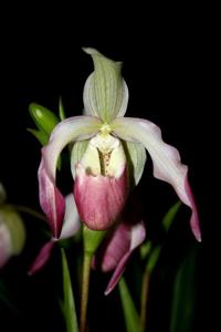 Phragmipedium Sedenii