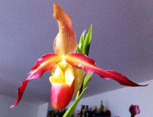 Phragmipedium Saint Peter