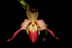 Phragmipedium Eric Young