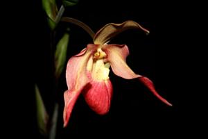 Phragmipedium Eric Young