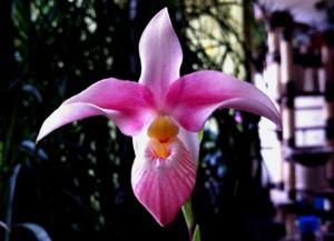 Phragmipedium Hanne Popow