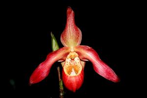 Phragmipedium Living Fire