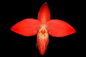 Phragmipedium Jersey