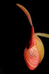 Phragmipedium Jersey