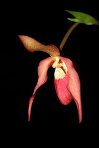 Phragmipedium Mountain Maid