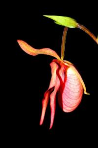 Phragmipedium Mountain Maid