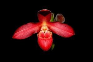 Phragmipedium Memoria Dick Clements