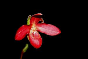 Phragmipedium Memoria Dick Clements