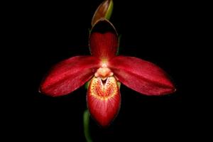 Phragmipedium Memoria Dick Clements