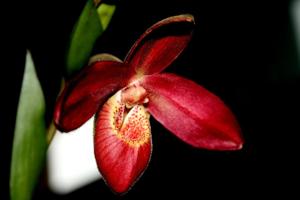 Phragmipedium Memoria Dick Clements