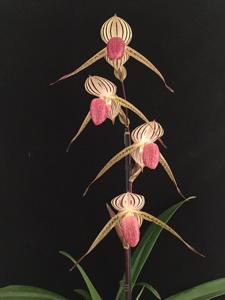 Paphiopedilum Lady Isobel