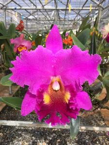 Rhyncholaeliocattleya Lucky Man