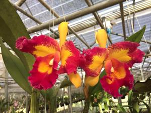 Rhyncholaeliocattleya Taiwan Queen