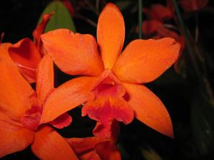 Cattlianthe Fire Dance