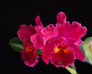 Rhyncholaeliocattleya Sanyung Ruby
