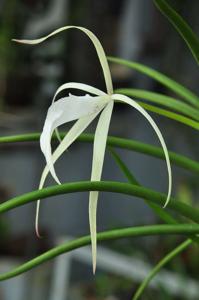 Brassavola Yaki