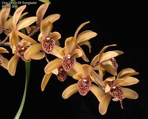 Cymbidium Devon Elf