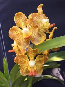 Vanda Xena