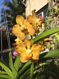 Vanda Xena