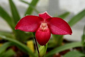 Phragmipedium Asuko Fischer