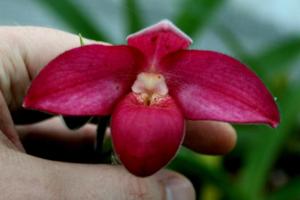 Phragmipedium Asuko Fischer